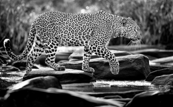 Leopard in Maasai Mara, Kenya