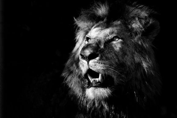 Lion in Maasai Mara, Kenya