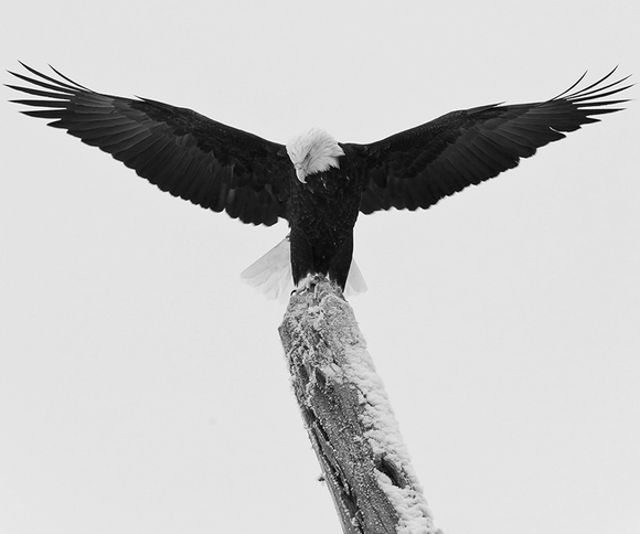 Bald Eagle (2)