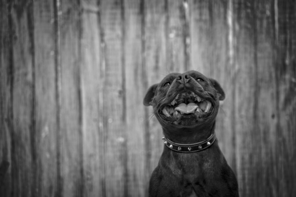Happy Fella