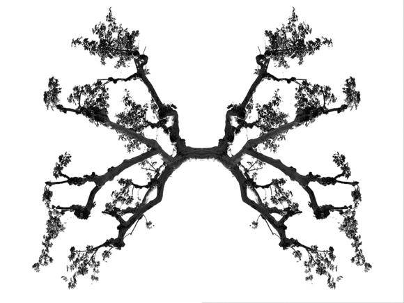Rorschach