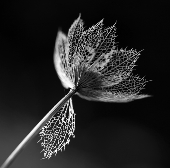 Astrantia Skeleton 