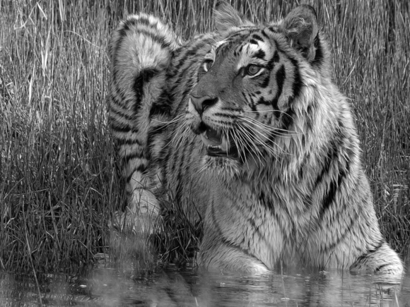 Attentive