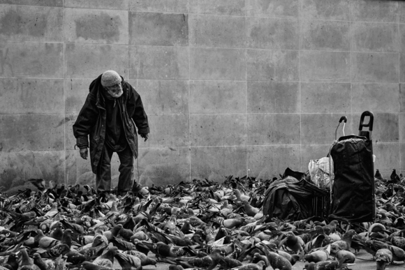 Lord of the pigeons