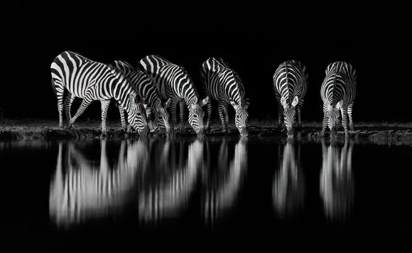 Zebra Reflections