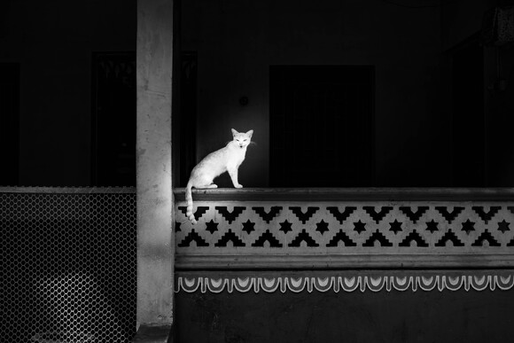 White Cat, Black Silence