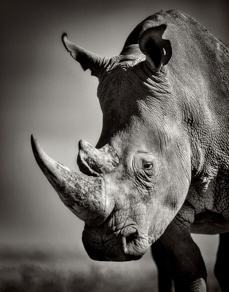 White Rhino