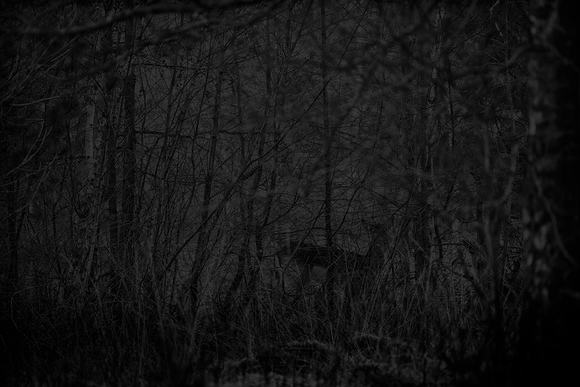 Waiting to be Shot