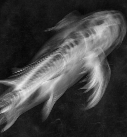 Swim with the Fishes