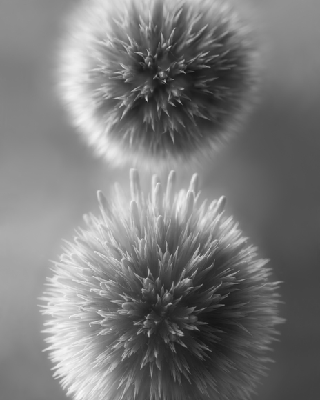 Echinops 8