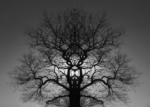 The Lion Tree