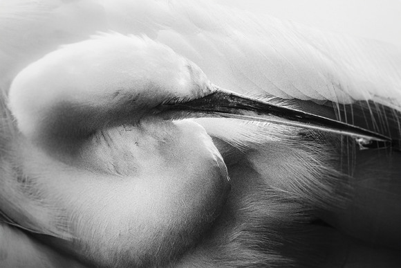 Egrets? I've Had A Few..