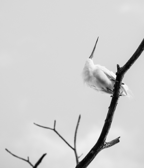 Sticking Out & Blending In