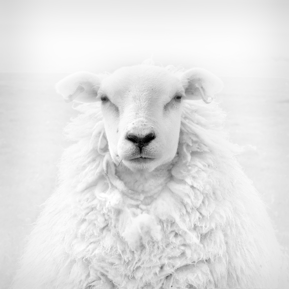 Portrait of a Sheep