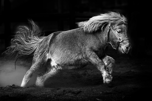 Pony