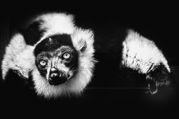 Ruffed lemur