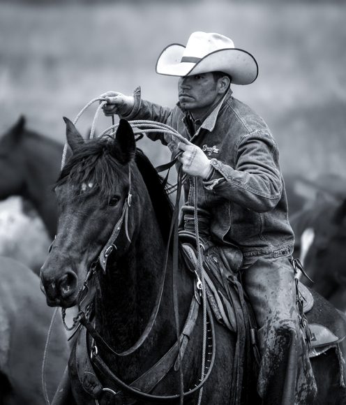 Bringing In The Herd