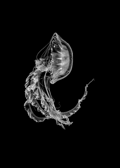 Mystic River Lifeform