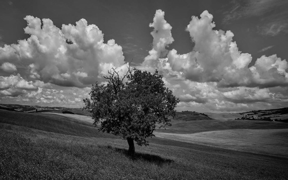 Tree and Sky