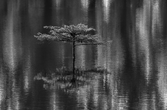 The Fairy Tree