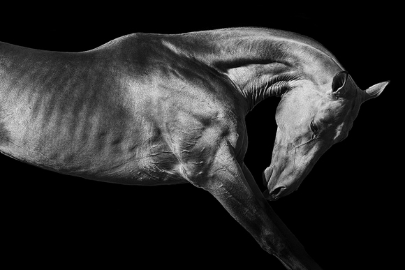 Stallion