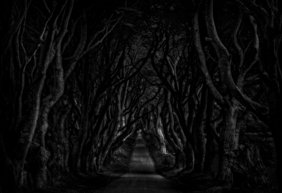 Dark Hedges