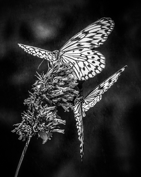 A Pair of Flutterbys