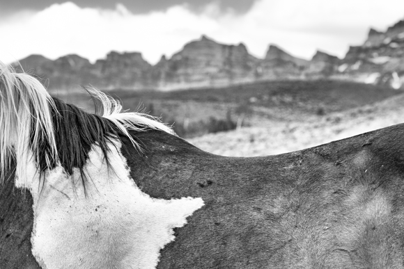 Equine landscape