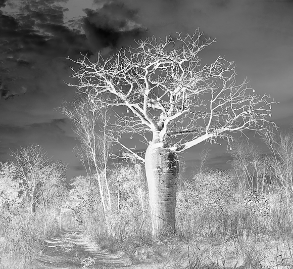 Foster Mary Jane Boab Tree
