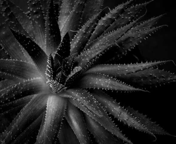 Haworthia
