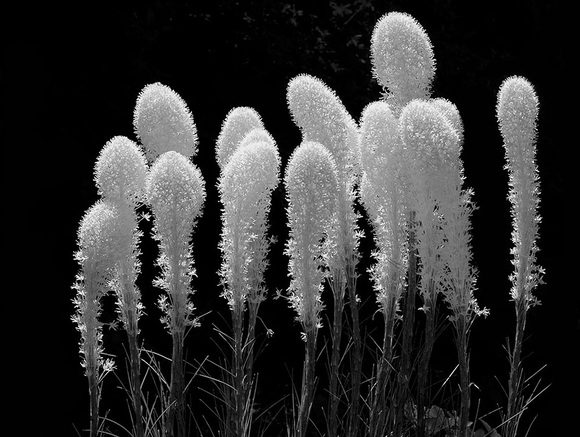 Bear Grass