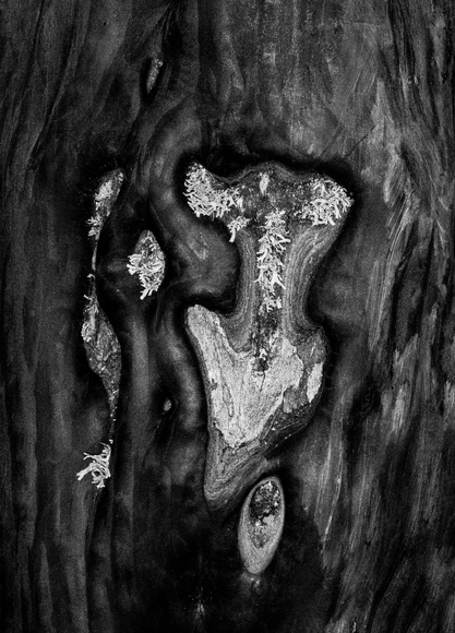 Old Growth Manzanita