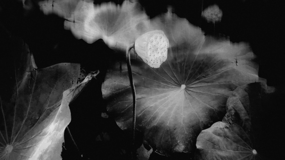 Zen lotus