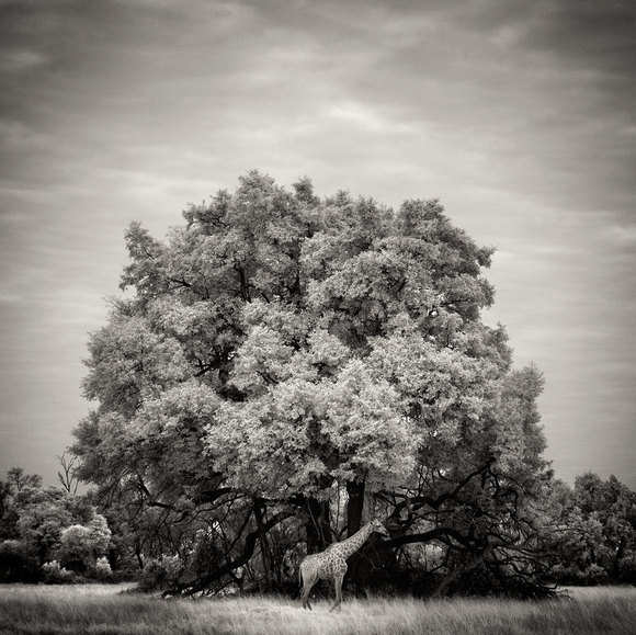 Okavango giraffe