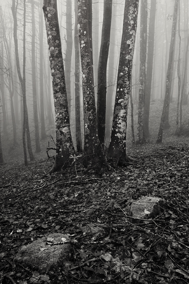 Trees in the mist