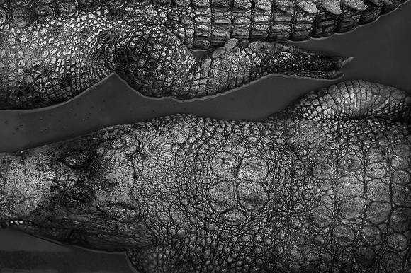 ALLIGATOR