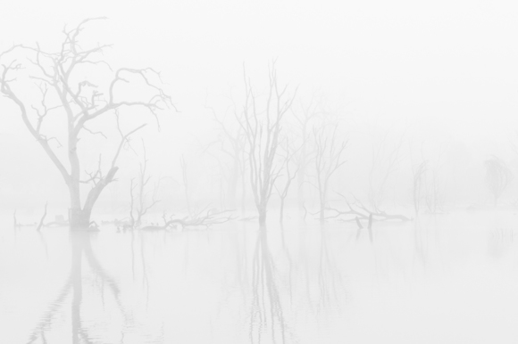 Nerrie-Sam_Trees_In_Mist