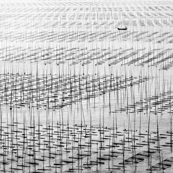 Seaweed farm study
