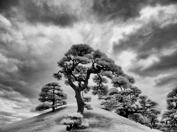 Black Pine