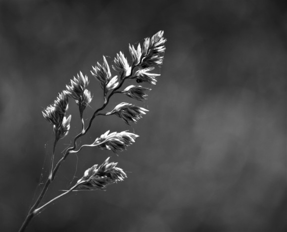 Growing in the garden