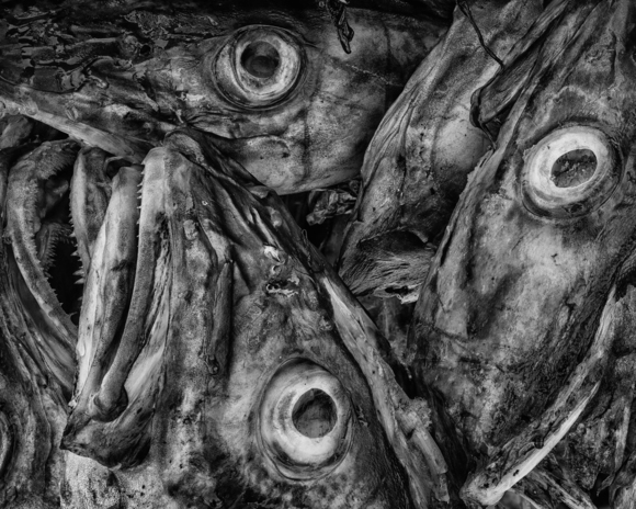 Cod Heads