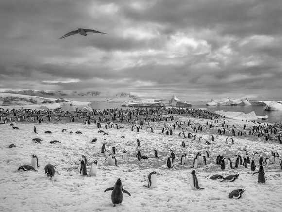 Penguin Colony, Cuverville Island, Antarctica 2016