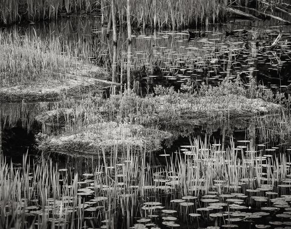Water Plants 2