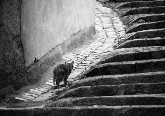 Catpath