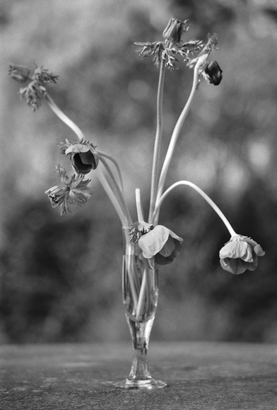 Wind Flower