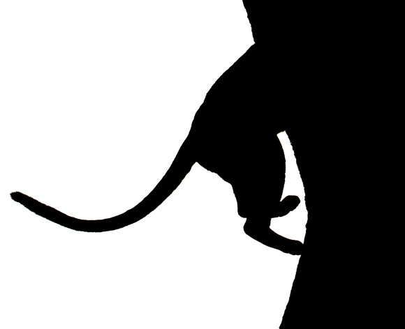 Leopards tail