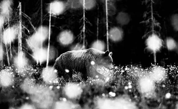 Brown bear in cotton wool