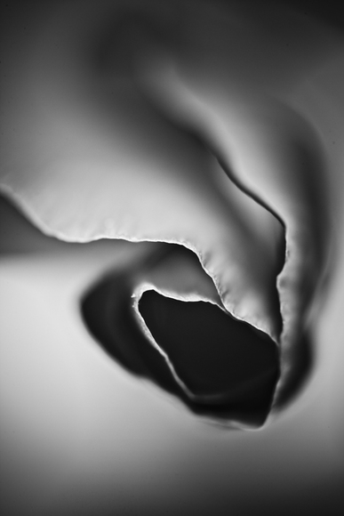 Poppy