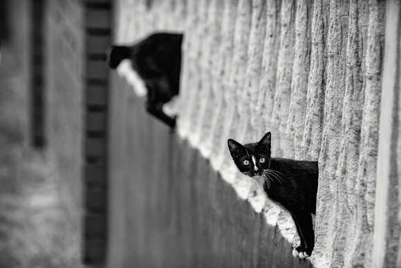 The Longest Cat