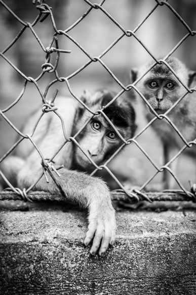 Let me out!